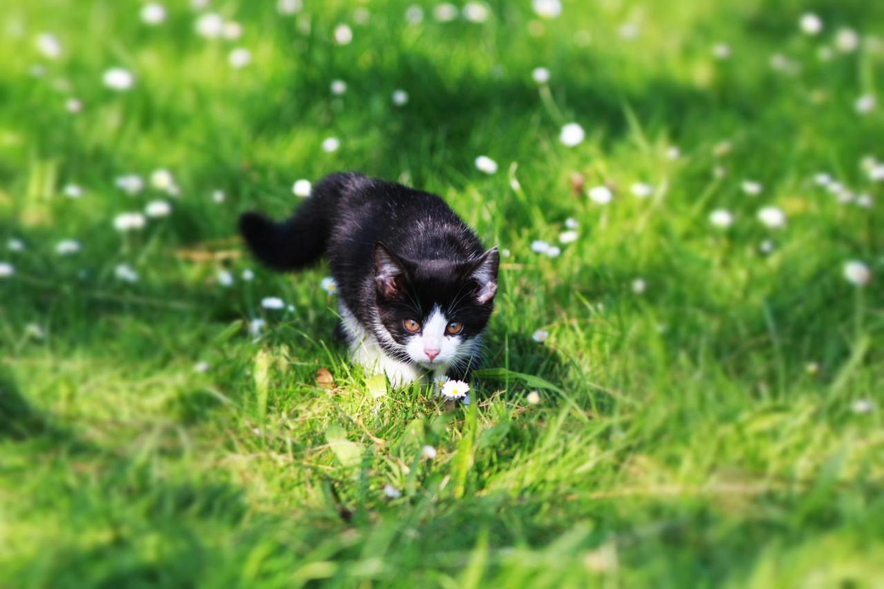 Ferienwohnung Katzheim Schlier Luaran gambar